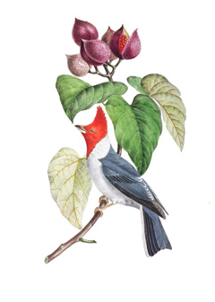 Bixa orellana Annatto (Lipstick Plant, Urucum, Colorau, Achiote )